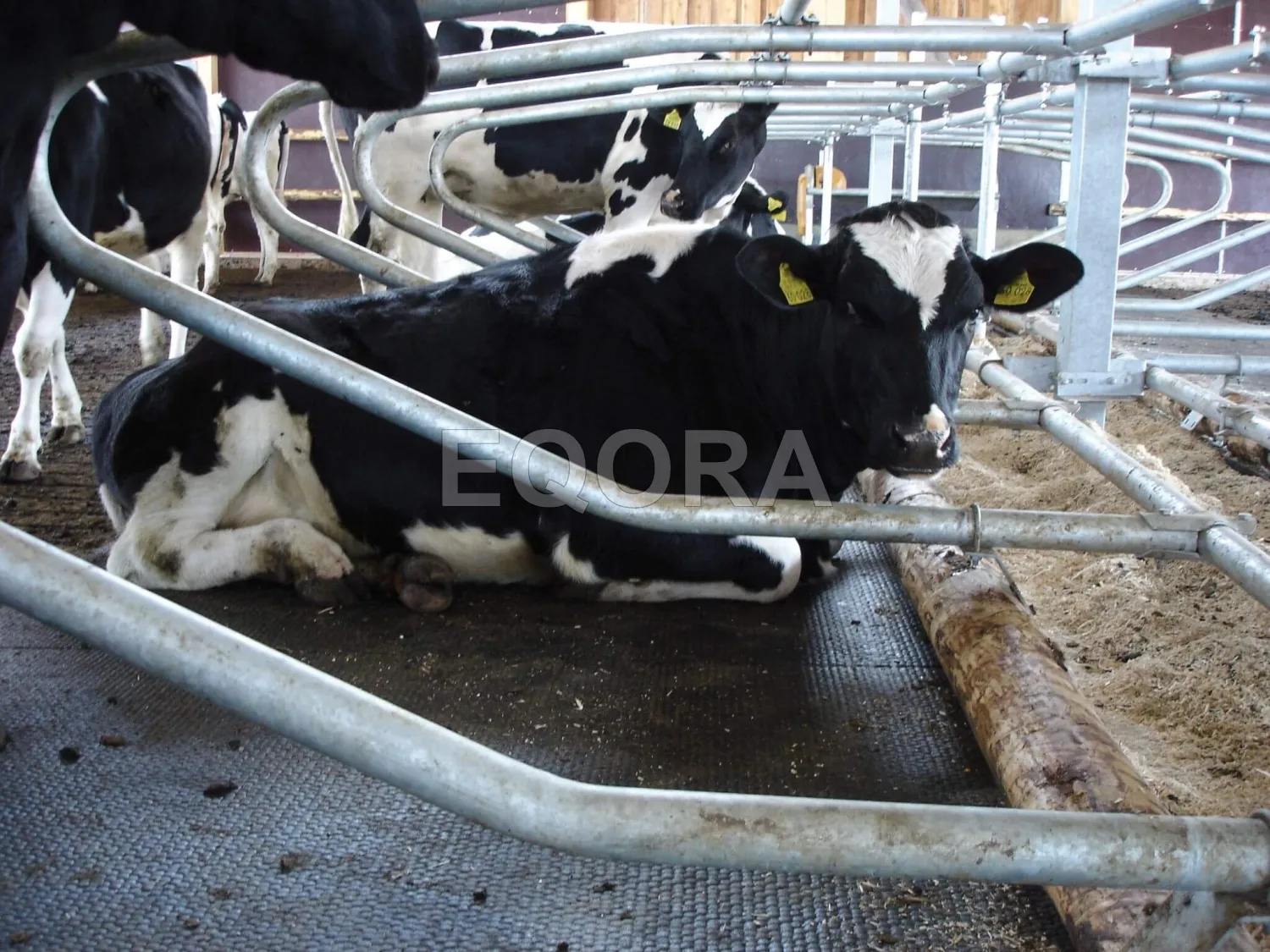 Резиновые маты из крошки для коров и КРС в Ступино